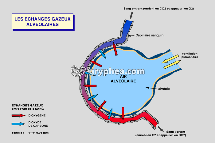 Echanges gazeux alvéolaires dans un poumon - schéma annoté - gryphea.com